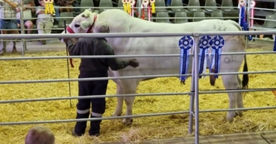 Online sales ‘moving boundaries’ for livestock auctions