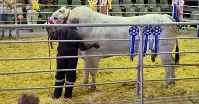 Online sales ‘moving boundaries’ for livestock auctions