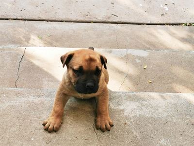 George: Parvovirus and distemper on the rise