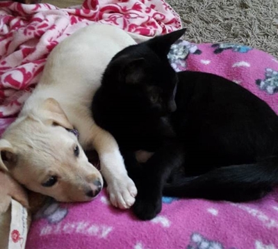 Up for adoption