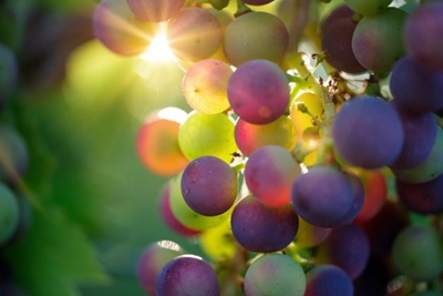 A single bunch of grapes sells for R154 000