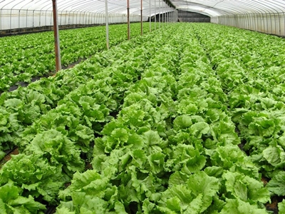 Welcome: Organic producers and consumers