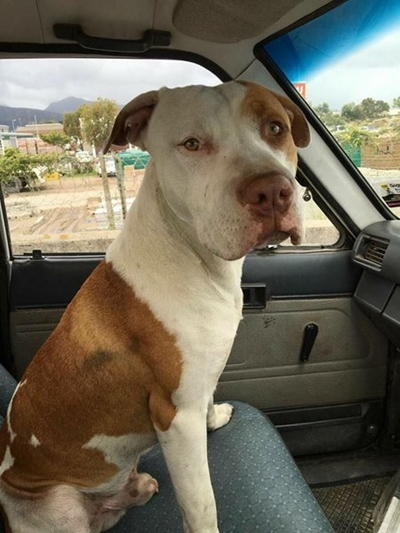 Reward: Pit bull stolen