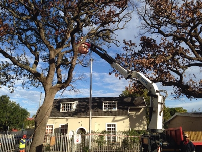 Knysna's dying oak trees in spotlight