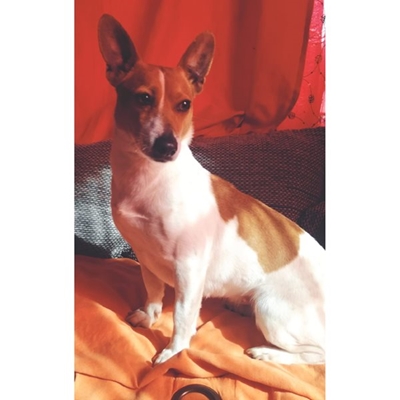 Jack Russell missing in Sonskynvallei