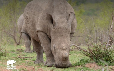 3 nabbed with 3 rhino horns near Swellendam  