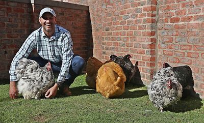 Danie se Orpingtons pronk by Wes-Kaapse pluimveeskou