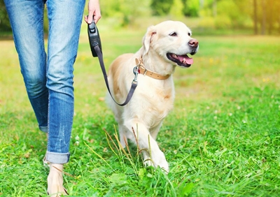 Help your pets adjust to a new home