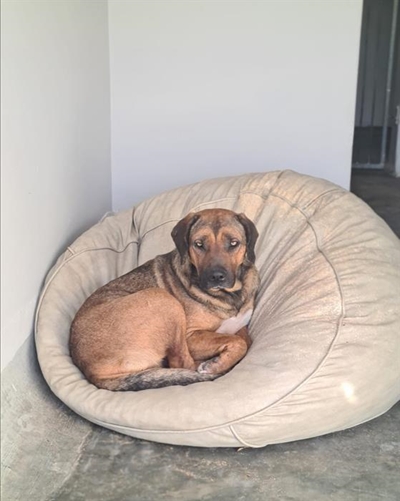 Spunky Sadie: beaten but not broken