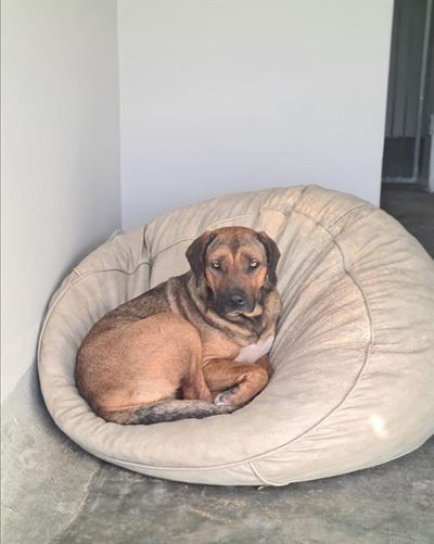 Spunky Sadie: beaten but not broken