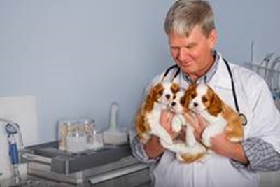 Celebrating veterinarians on World Veterinary Day