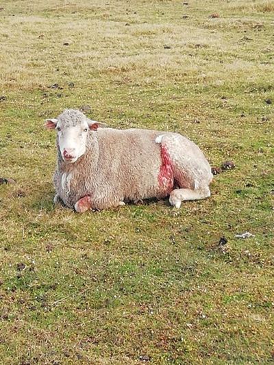 Boere raadop met honde se bloedlus