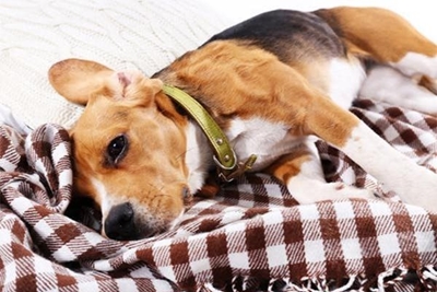 Canine distemper: vaccination a must