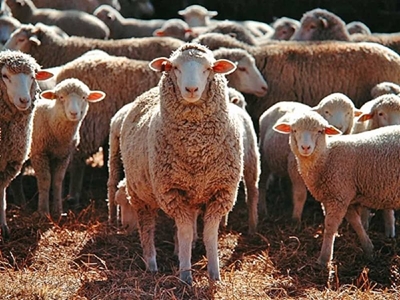 Call on China to lift ‘unjustifiable’ ban on wool