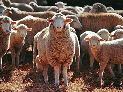 Call on China to lift ‘unjustifiable’ ban on wool