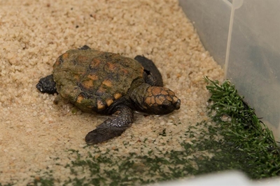 Endangered turtles beach along coast