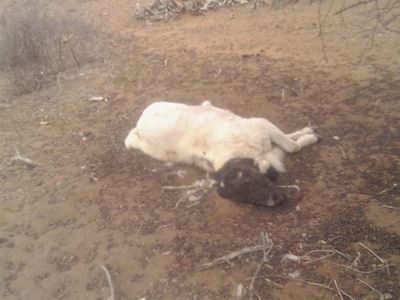 Plea for donations for drought stricken Eastern Cape farms