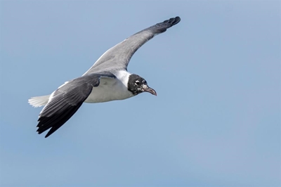 Birders from afar flock to spot gull in town