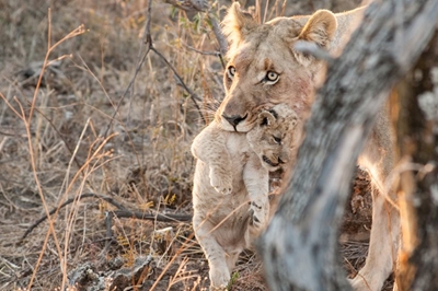 Local game reserve welcomes 1st lion cubs 