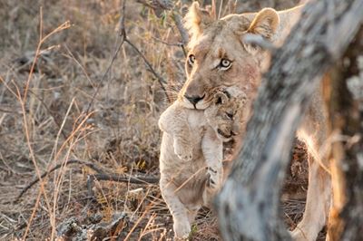 Local game reserve welcomes 1st lion cubs 