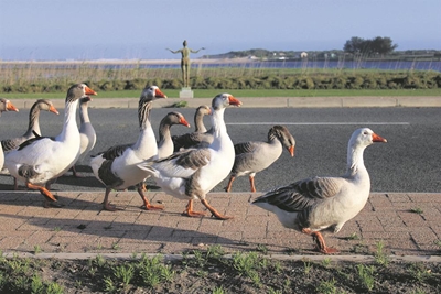 Bid to move geese thwarted