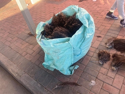 Police find feathers worth R2m
