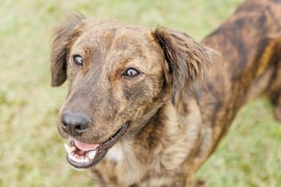 Cassie is still waiting for her forever home 