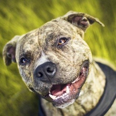 SPCA cautions public about pit bull terriers