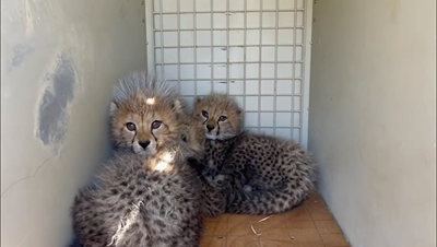 Collaborative efforts save 3 cheetah cubs after mother dies