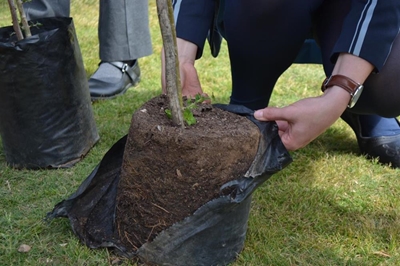 Leerders plant bome