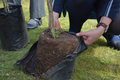Leerders plant bome