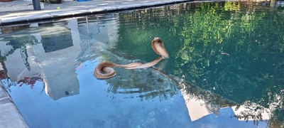 Cape cobra found in Mossel Bay swimming pool
