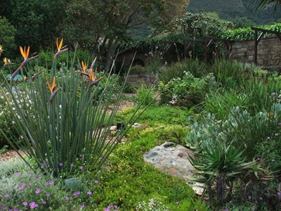 Create a water wise garden
