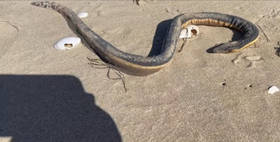 More venomous sea snakes wash up