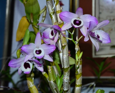 Blommeskou blom weer in Oktober