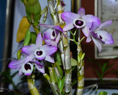 Blommeskou blom weer in Oktober
