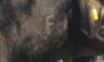 Foot and Mouth Disease outbreak hits livestock in Merafong area