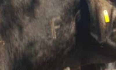 Foot and Mouth Disease outbreak hits livestock in Merafong area