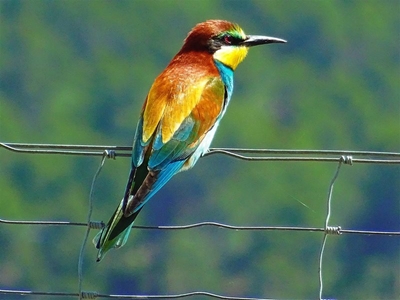 Graaff-Reinet Bird Club closes