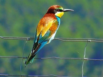 Graaff-Reinet Bird Club closes