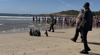 Penguins going home…