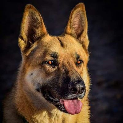 Show off your dog for a good cause