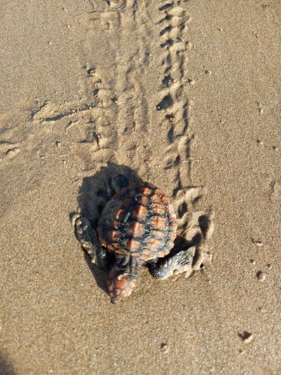 Turtle hatchlings washing up