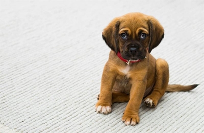Our puppy is nipping our children: What do we do?