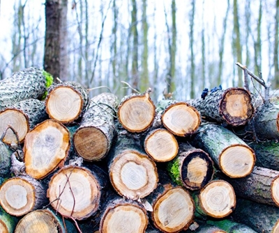 Smallholders’ role in protecting our forests