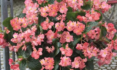Endless summer colour