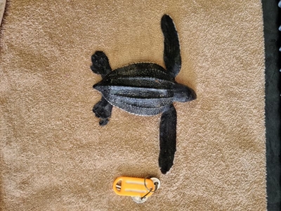 Turtle hatchlings might head our way