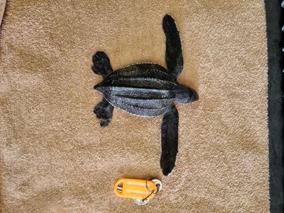 Turtle hatchlings might head our way