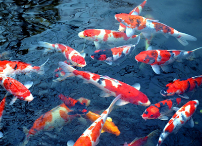 Koi show an interesting family event