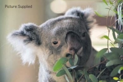 Union blames strike at Pretoria Zoo for ‘special’ koala’s death